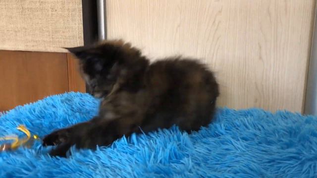 Котенок Grafinya Charliss.Питомник мейн кун котят "Суламита". г. Воронеж смотреть онлайн