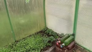 Обязательный осенний посев сидератов в теплице.