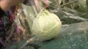 Как сохранить капусту свежей