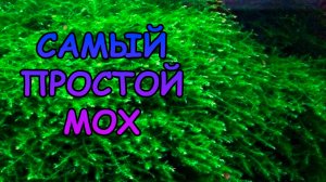 САМЫЙ ПРОСТОЙ МОХ! #АКВАМЕН