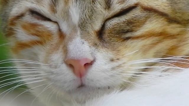 Лечебное Кошачье Мурчание / КотоТерапия / 36.6 Гц / Healing Cat Purring / Cat's Therapy /  36.6 Hz