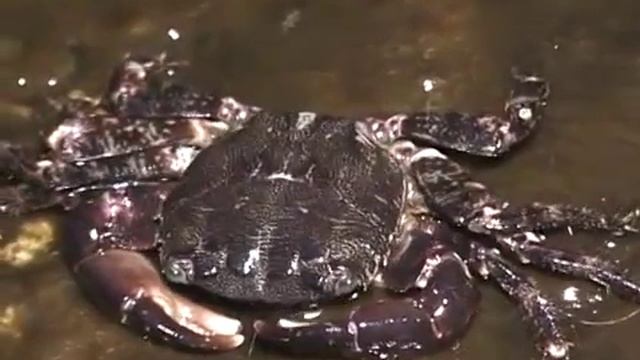 © Как едят мраморные крабы / How to eat crabs marble смотреть онлайн