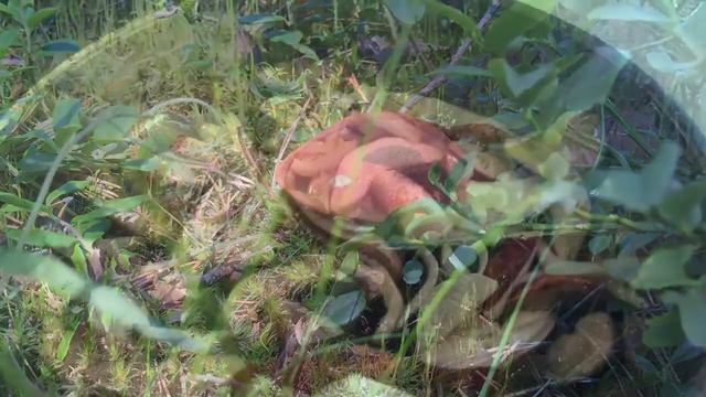 Утро в лесу смотреть онлайн