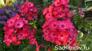 Огненный флокс Жар Птица, селекции Р.П. Китаевой