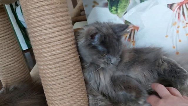 Крупняха девчонка Мейнкун смотреть онлайн