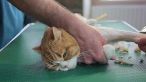 Груминг как подстричь шотландскую кошку Groom Room