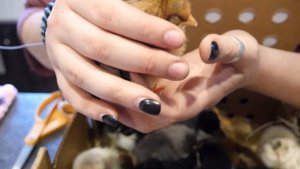 Новые цыплятки. Easter Egger , Olive Egger , Welsummer , French Black Copper Marans