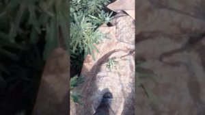 Инжир.Выращивание в траншеях.