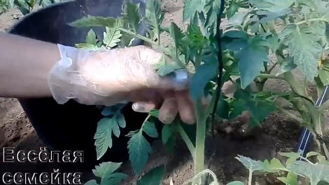 Обрезка и пасынкование томатов