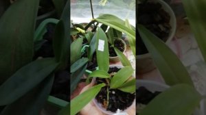 Каттлея довиана (C. Dowiana x sib (от Микиорхидс) сравнение с моими уже домашними каттлеями