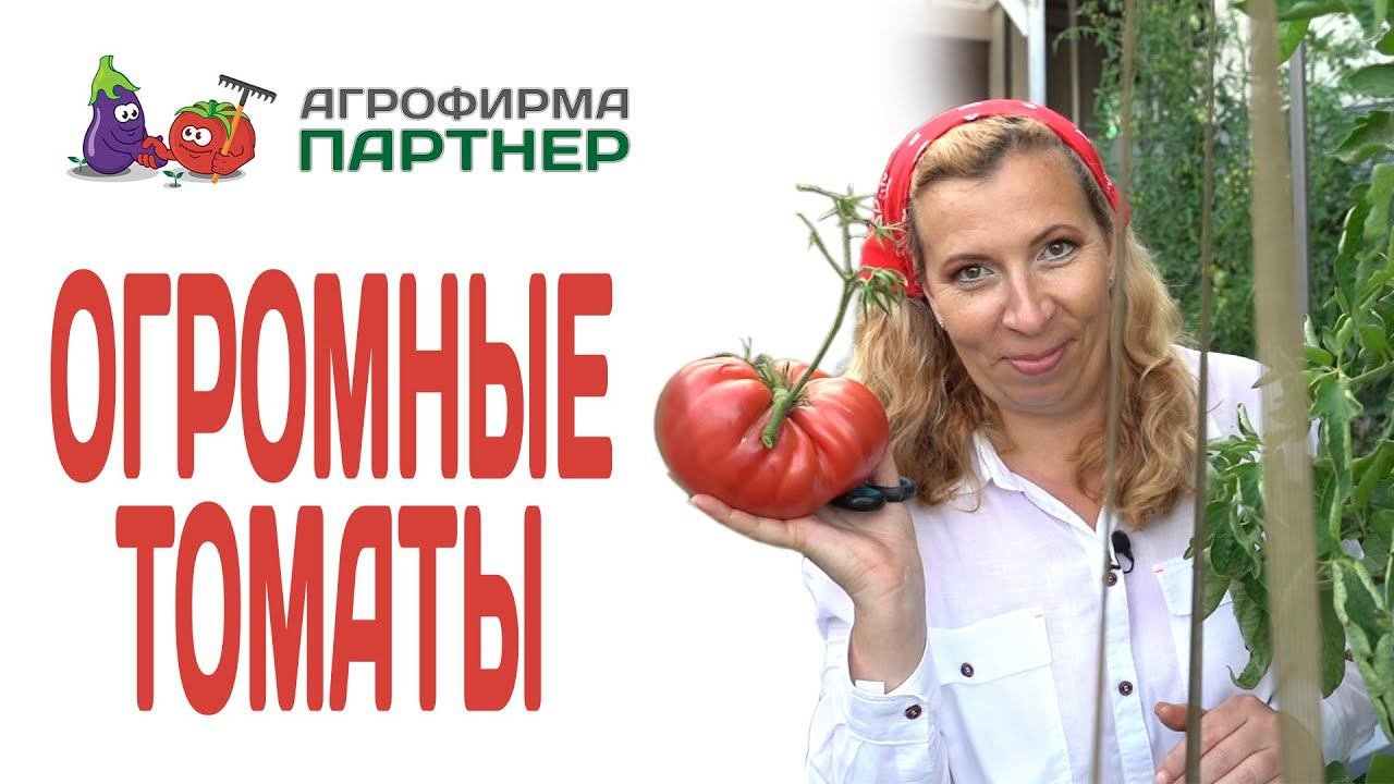 ОГРОМНЫЕ ТОМАТЫ