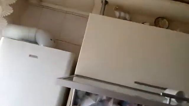 краснохвостый жако Коша смотреть онлайн