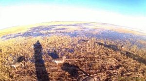 Охота на гуся. ХМАО. Весна 2016.