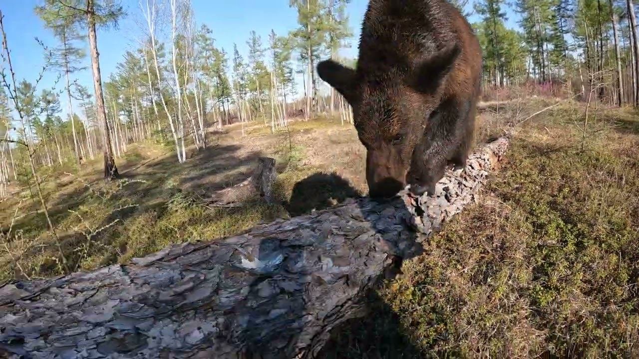 А Буржуй то красавец медведь.