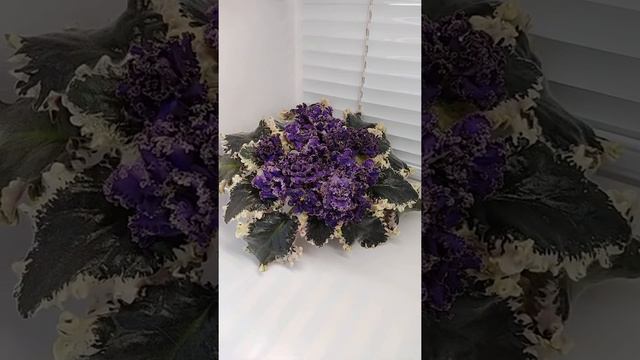 Фиалка ЛЕ-Седой Граф