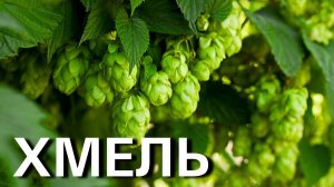 Как вырастить хмель.
