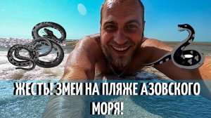Змеи на Азовском море. Приморско-Ахтарский район.