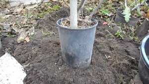 Подготовка инжира в кадке с прикапыванием к зимовке в подвале.