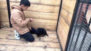 Дрессировка щенка ротвейлера „ зрительный контакт”