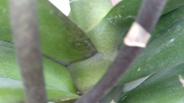 ДАВАЙ орхидеи ЙОД! цветонос корни ПОЙДУТ! орхидеи РАСТУТ БЫСТРЕЕ! ПРОБУЙ такой полив!