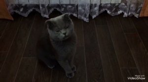 Кот выполняет команды?! Дрессировка кошек. Как научить кота командам?