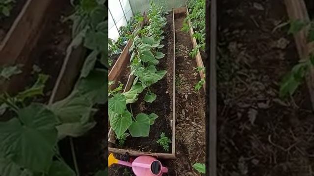 Внекорневая подкормка для лучшего завязывания плодов