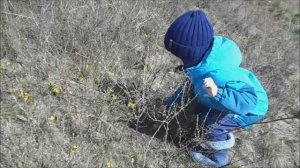 гусиный лук разбежался по косогору