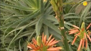 Зачем иметь в доме алоэ? Цветение, размножение, уход за алоэ