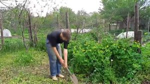 Добывает червей с помощью тока