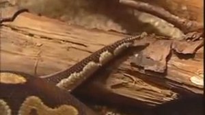 Движения змеи