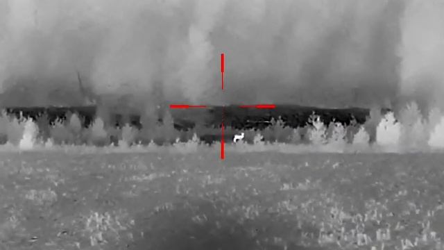 Тепловизор Guide TR 430. Лосиха с косулей. 230 метров.