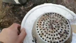 Первая обработка клубники сенной палочкой.