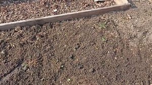 Первые всходы озимого чеснока, который сажала 23 апреля.