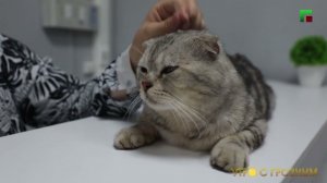 ЛИНЬКА У КОШЕК. КАК ПОМОЧЬ ЖИВОТНЫМ?