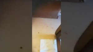 Реставрация деревянных стульев сделанных в СССР