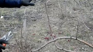 Обрезка 5-летней яблони на ММ106. Формировка "Балерина"