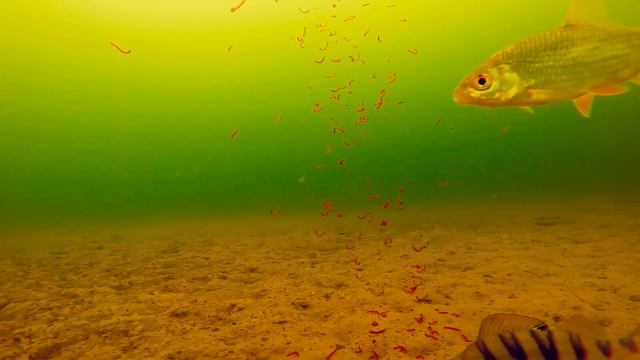 Зимняя рыбалка. Ерш и окунь на мормышку. Подводная камера смотреть онлайн