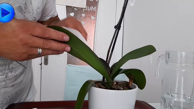 ORKİDE NASIL SULANIR? | ORKİDE SULAMA VE ORKİDE BAKIMI NASIL YAPILIR смотреть онлайн