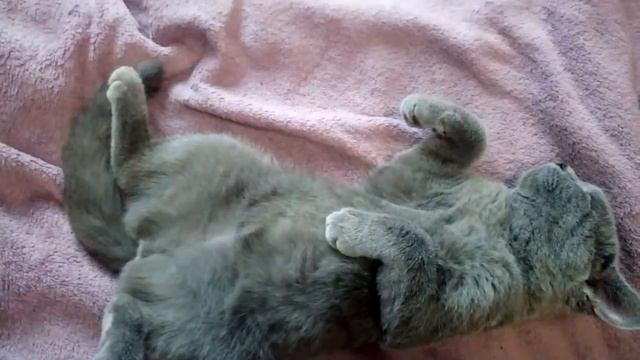 Котик спит крепким сном смотреть онлайн