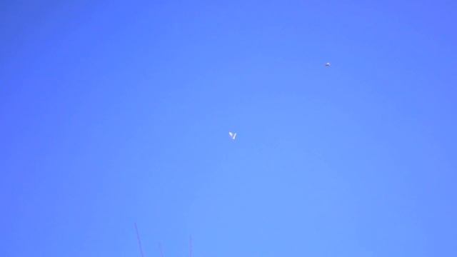 Голуби Кз. Бусый и Тасман. Отличный столб. Тяга. смотреть онлайн