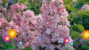Сирень гиацинтовая Мейденс Блаш. Краткий обзор, описание syringa vulgaris Maiden&#039;s Blush
