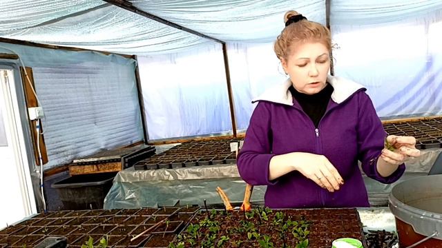 Черенкование гортензии. Рабочие моменты 🌱 смотреть онлайн