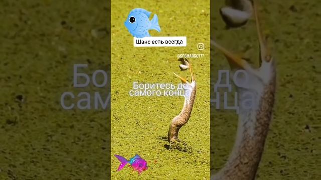 Именно это вирусное видео принесло мне 12 626 просмотров в инстаграм смотреть онлайн