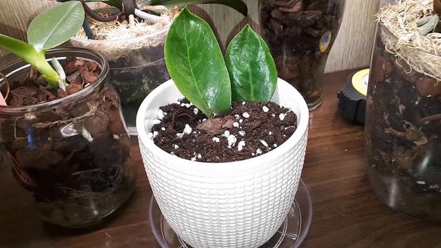 🌿Замиокулькас🌿результат спустя 5 месяцев🔥/размножение