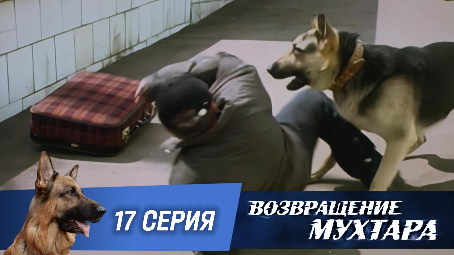 «Возвращение Мухтара»: «Троянский конь» (1 сезон. 17 серия)