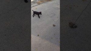 Щенок Дратхаара 2 месяца.