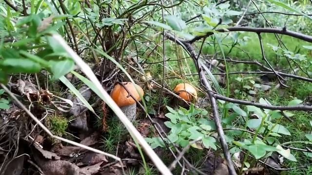 Приехали стройматериалы для пристройки. Активно собираем дары природы)). смотреть онлайн