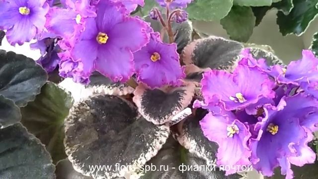 ЦВЕТУЩИЙ ПОДОКОННИК. СОРТОВЫЕ ФИАЛКИ.