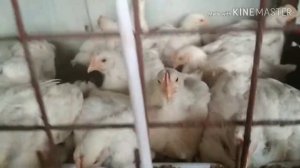 Ниппельные поилки для бройлеров.