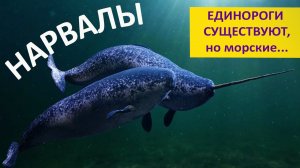 НАРВАЛЫ. Единороги существуют, но морские! Наталья Носова